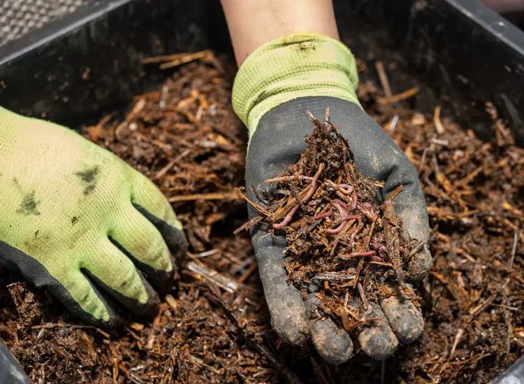 comment séparer les vers du compost récolter méthodes simples