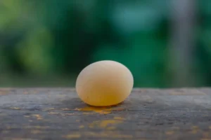 comment soigner une poule qui pond des oeufs sans coquilles que faire oeufs mous maladies pourquoi sergei prokhorov shutterstock