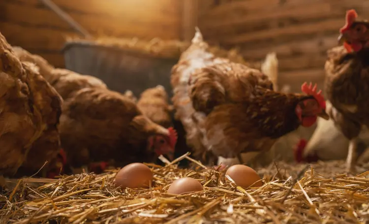 Come stimolare naturalmente la deposizione delle galline in inverno e la ricetta della nonna per far rivivere le galline ovaiole