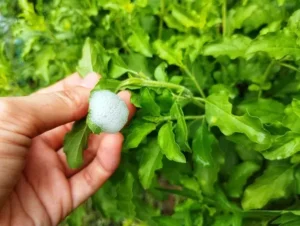 comment traiter la mousse blanche sur les plantes