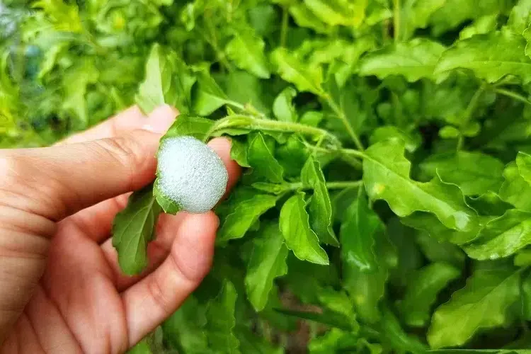 comment traiter la mousse blanche sur les plantes