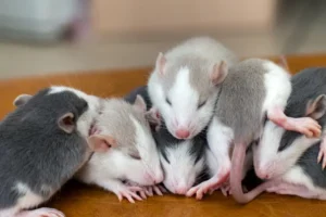 comment trouver le nid d'un rat à la maison dans le jardin comment reconnaître bilanol shutterstock