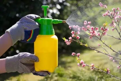 comment utiliser l argile blanche kaolin au jardin contre les parasites cultures maladies