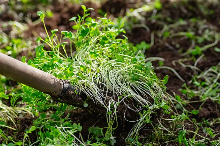comment utiliser la phacélie à feuilles de tanaisie phacelia tanacetifolia comme engrais vert couvert végétal plante mellifère
