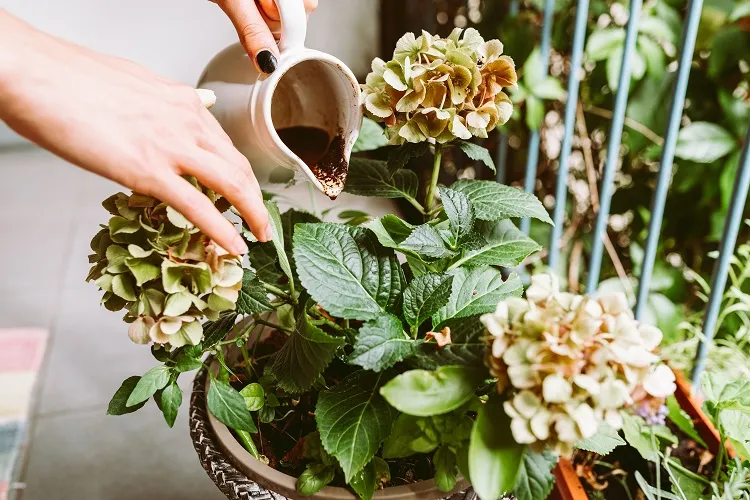 comment utiliser le marc de café pour les hortensias meilleur engrais naturel répulsif insectes activateur compost