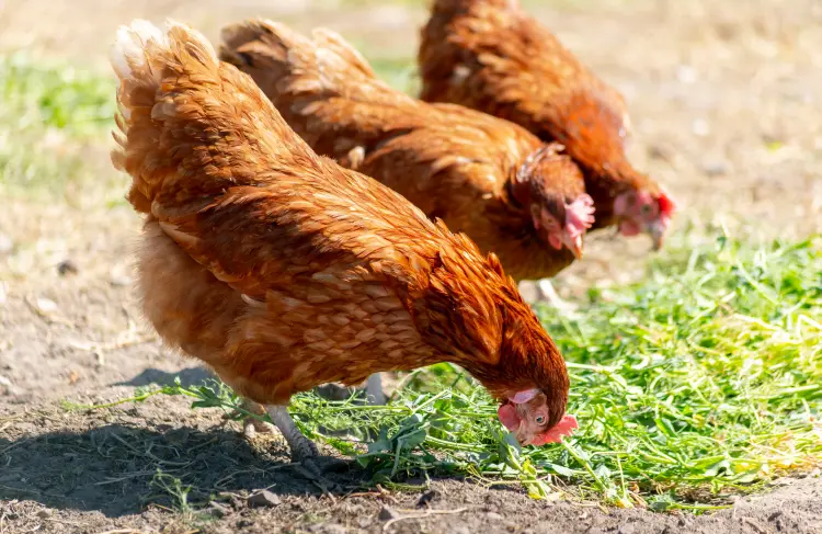 comment utiliser le thym comme antibiotique soigner poules poux ail nourrir rhume coryza 