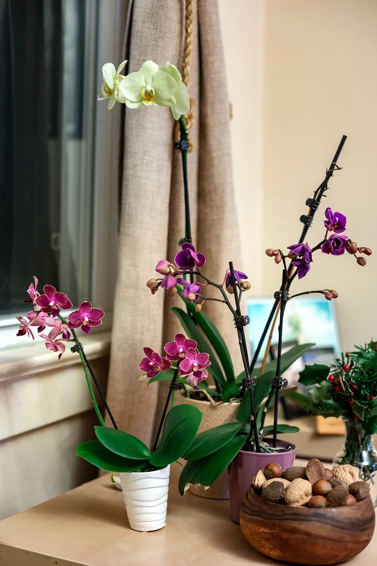 comment utiliser les noix dans l'entretien des orchidées fleurs epyphites en pot