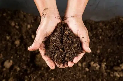 composition de la matière noire dans le compost