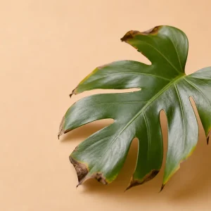conseils entretien comment soigner une plante qui noircit qui meurt devient noir feuilles tiges tombent
