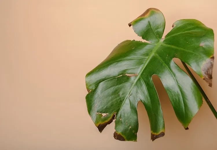conseils entretien comment soigner une plante qui noircit qui meurt devient noir feuilles tiges tombent