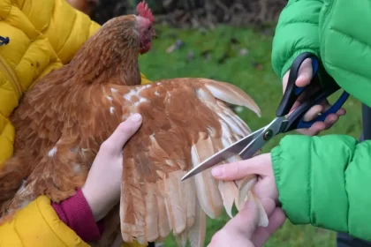 coupe des ailes des poules cisailles aiguisées stériles couper moitié prudence plumes dures