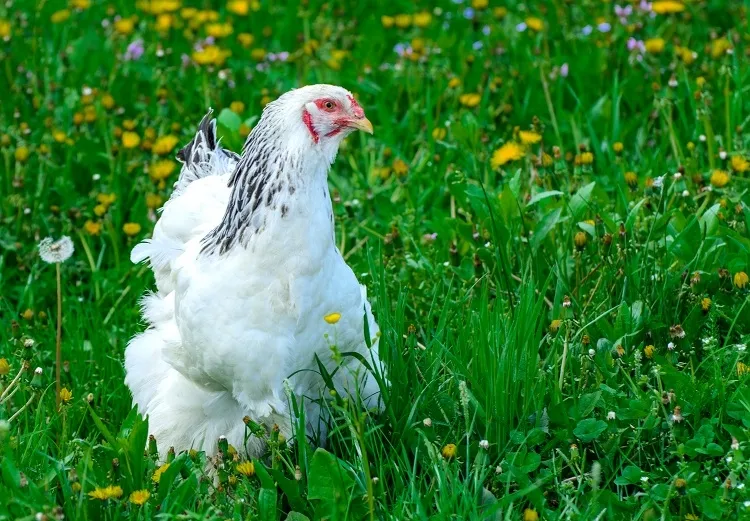 couper les ailes des poules hauteur appropriée poids poulets construire poulailler solide