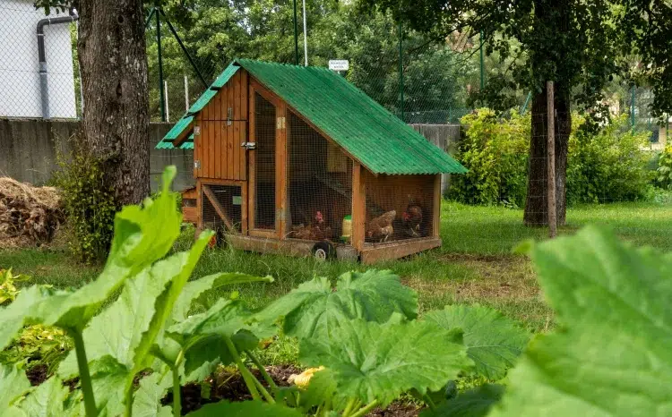 couper les plumes des poules démarche acceptable entretien base sécuriser espace grillage