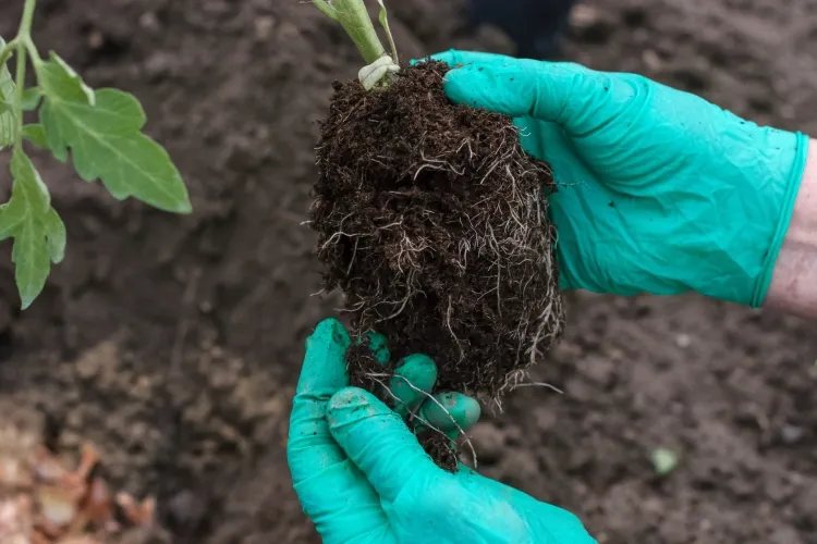 croissance des tomates préparer sol créer meilleur terreau plants bon engrais naturel