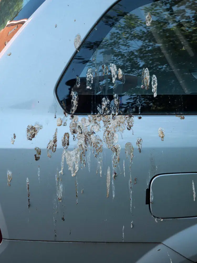 crottes d'oiseaux sur votre voiture
