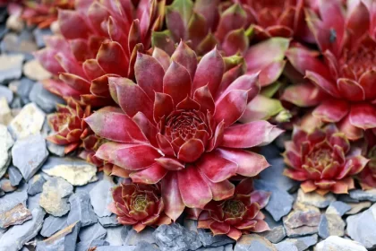 cultiver sempervivum au jardin plantes succulentes extérieur