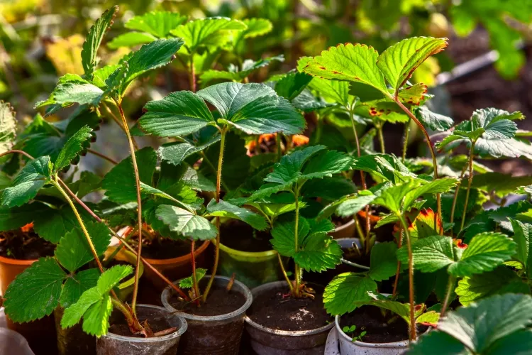 cultiver des fraises à l’intérieur démarrer plantation graines stolons jeunes plants