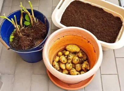 cultiver des pommes de terre en intérieur