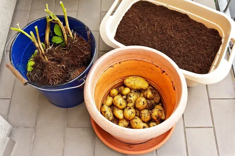 cultiver des pommes de terre en intérieur