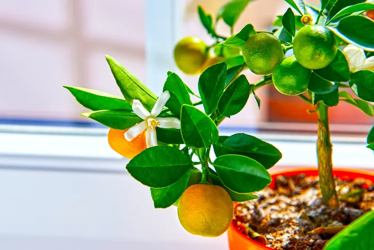 cultiver petit arbre fruitier à l'intérieur calamondin oranger d'appartement