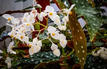 engrais pour faire fleurir bégonia maculata entretien begonias tamaya arrosage