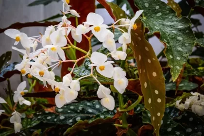 engrais pour faire fleurir bégonia maculata entretien begonias tamaya arrosage