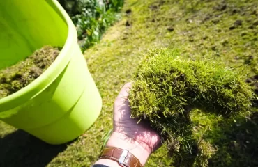 enlever la mousse avec du bicarbonate de soude gazon pelouse balcon traitement