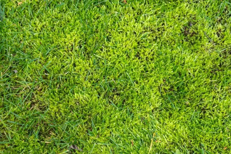 enlever la mousse du gazon pelouse reprend taches jaunes rénover colonies lichens enlever