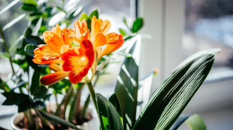 entretien du clivia comment couper la hampe florale et les feuilles quand tailler