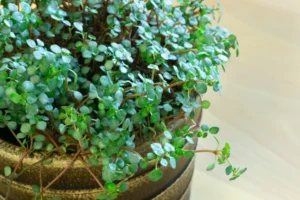 entretien du pilea glauca qui perd ses ffeuilles comment s occuper retombante arrosage