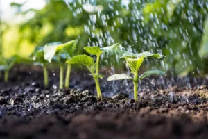 entretien plantation semis de concombre arrosage paillage fertilisation taille