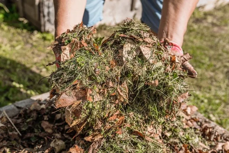 est ce que la paille va au compost étaler compost autour arbres arbustes plantes vivaces pelouse potagers