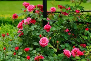 est ce que les rosiers aiment le marc de café