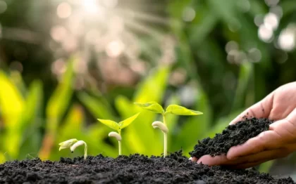 éviter la fonte des semis charbon bois ail bicarbonate de soude