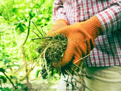 éviter les mauvaises herbes dans la serre paillage thermique cendre de bois