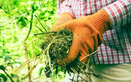 éviter les mauvaises herbes dans la serre paillage thermique cendre de bois