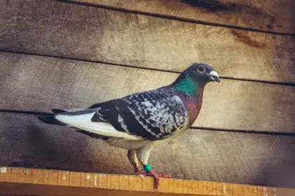 faire fuir des pigeons dun poulailler mangeoires grillage epouvantail