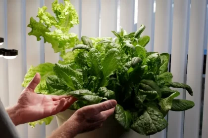 faire pousser de la laitue à l’intérieur pots jardinières espacer éclaircir premières pousses