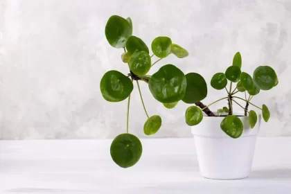 faut il couper la tige du pilea peperomioides quand il devient dégingandé trop haut grandit déplacer