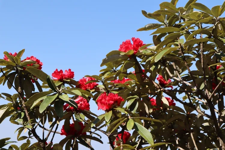 faut il proteger le rhododendron en hiver plante magnifique floraison printanière estivale