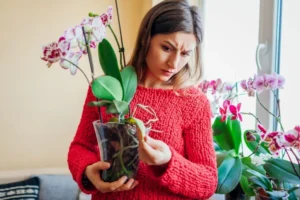 faut il rempoter une orchidée dans un pot transparent trous drainage côtés latéraux