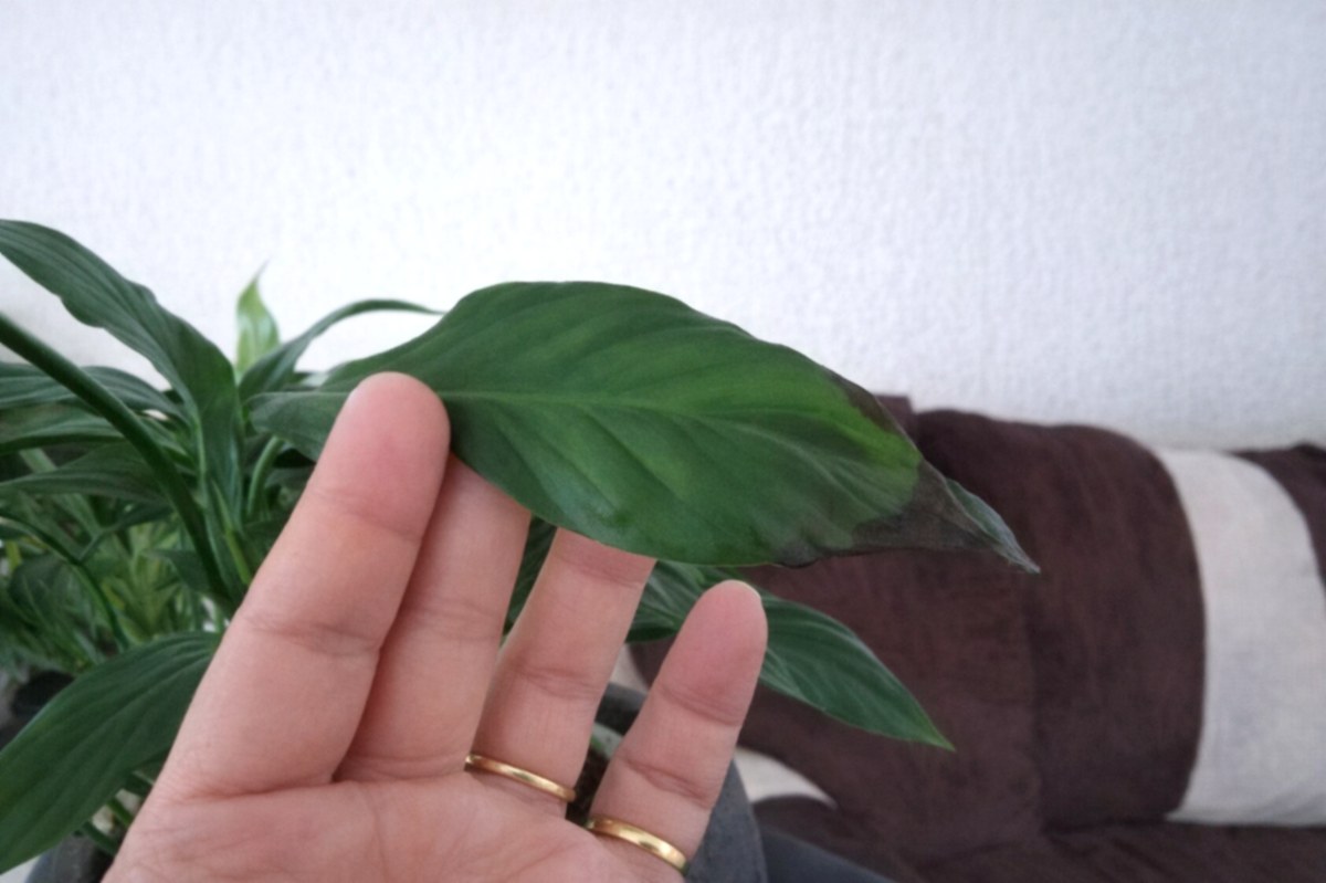 feuilles de Spathiphyllum qui noircissent
