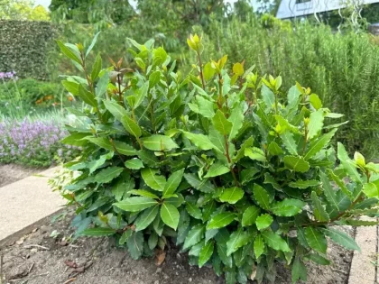 fiche entretien du laurier noble taille laurus nobilis arrosage plantation maladies