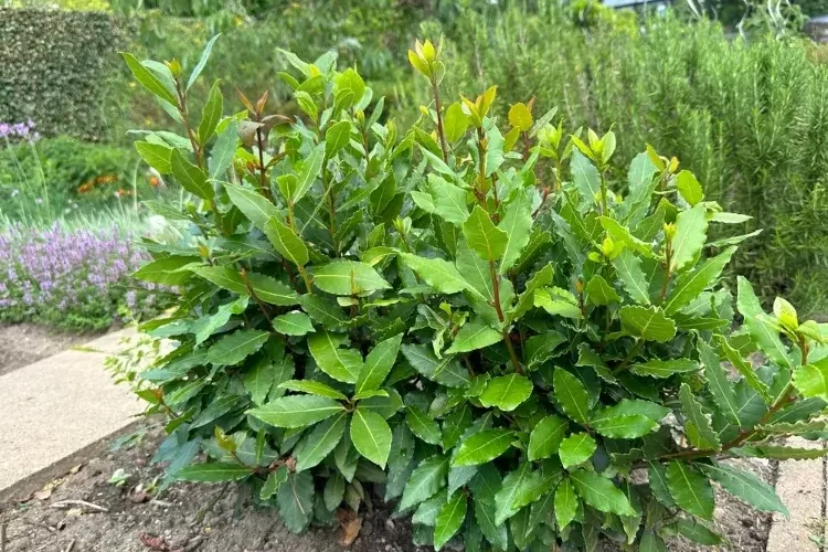 fiche entretien du laurier noble taille laurus nobilis arrosage plantation maladies