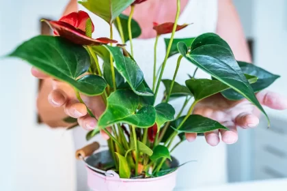 fleurs anthurium deviennent vertes