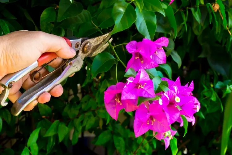 fleurs à bouturer en hiver branche bougainvillier bouturer fin hiver eau intérieur floraison opulente