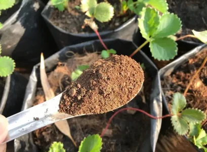 guano de chauve souris