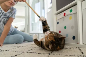 idées de jouet pour chat à faire soi même