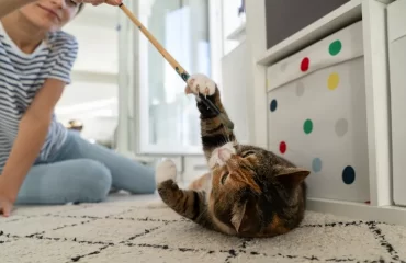 idées de jouet pour chat à faire soi même