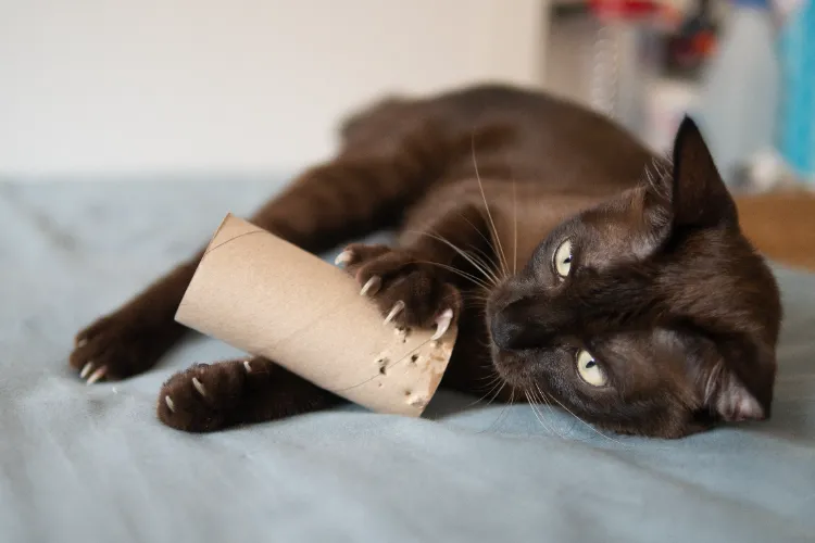 jouet pour chat à faire soi même rouleau de papier toilette